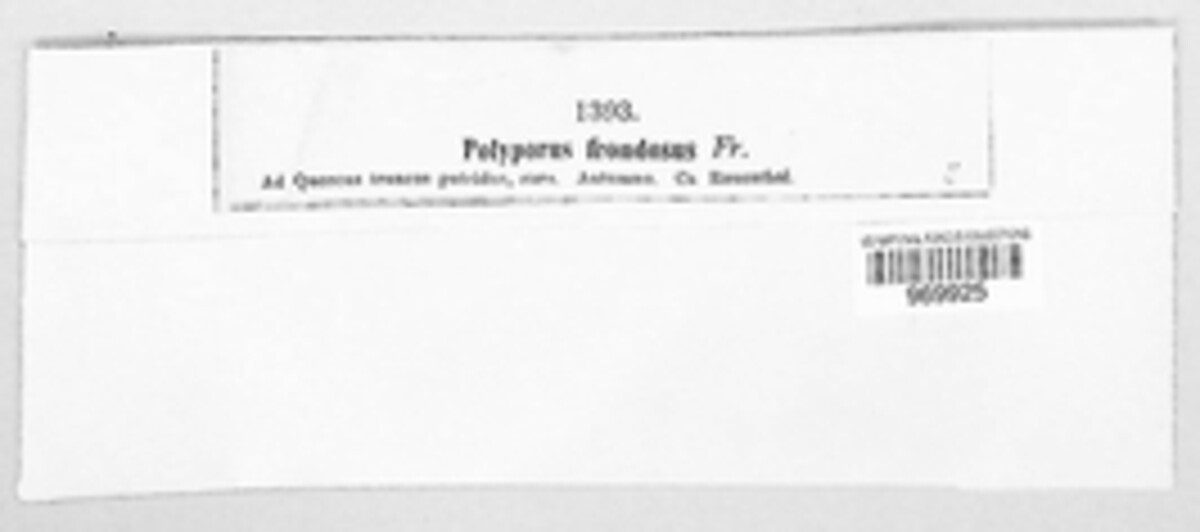Grifola frondosa image